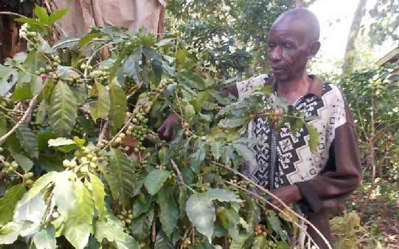 Private coffee millers troop back to Nairobi auction