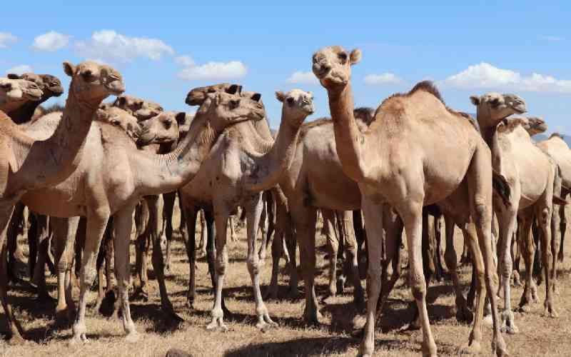 Isiolo residents cautioned against seeking unprofessional veterinary services