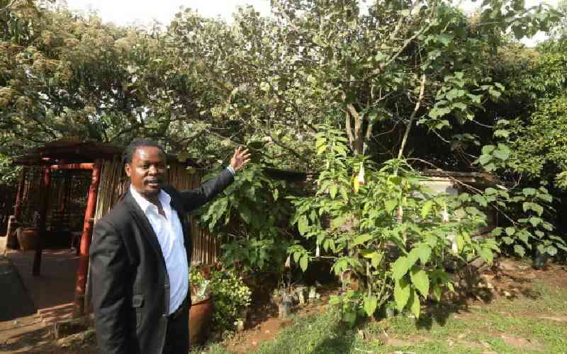 Murembe, tall magical tree that cured mumps among the Luhya