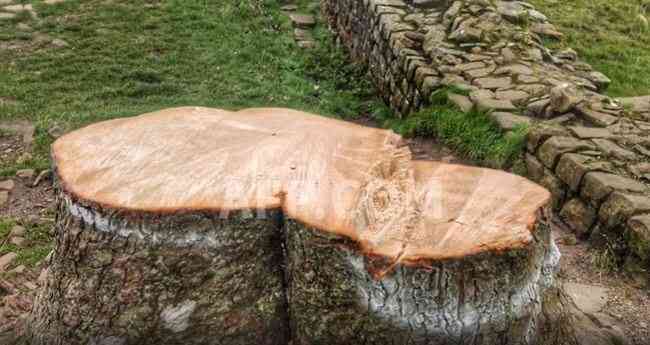 Two men who chopped down iconic UK tree to be sentenced