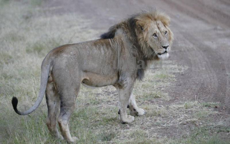 Lion ‘eats’ herder in Garissa