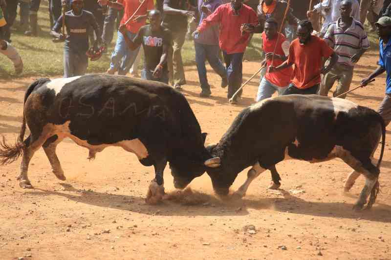 Bullfighting: It's illegal to torture animals
