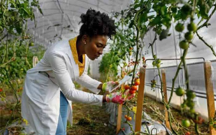 Why producing more food alone will not end hunger in Africa
