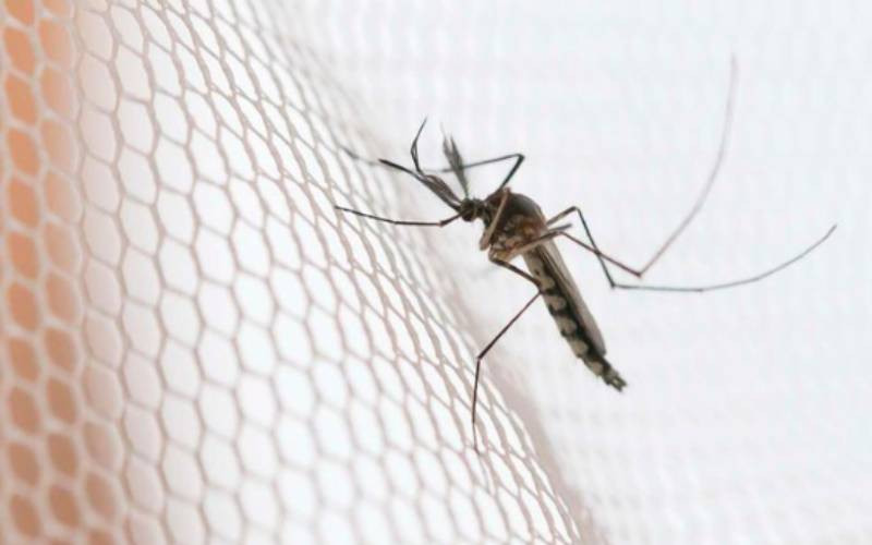 Joint health initiative targets 75,000 in Siaya to fight malaria