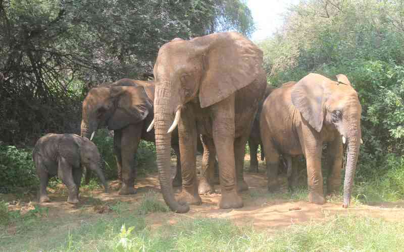 Cyanide poisoning kills 15 elephants in Amboseli National Park