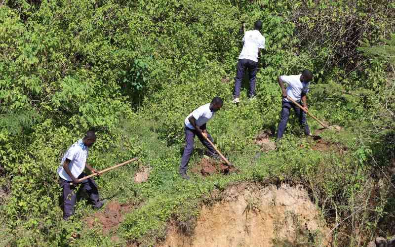 Lake Victoria Basin Commission bets on bamboo trees to restore Osipata Gulley in Busia