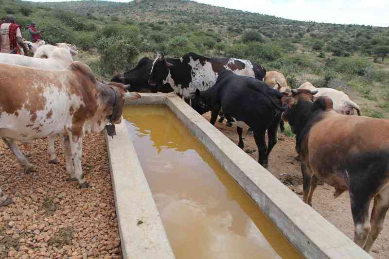 Role of water in animal health and productivity
