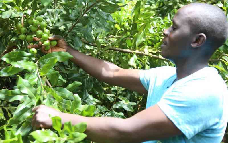 Relief for macadamia farmers as Linturi lifts ban on exports