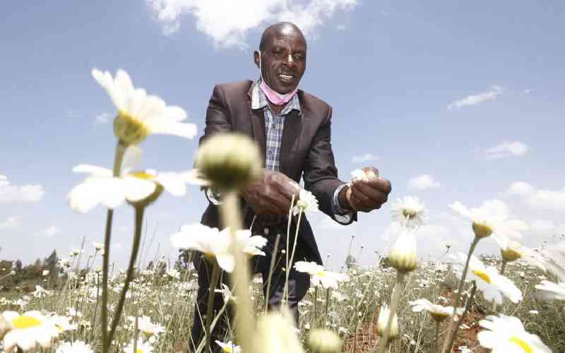 Taita Taveta soil suitable for pyrethrum farming, tests reveal