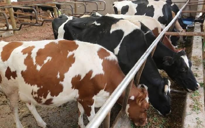 Tackling pesky livestock warts in your dairy herd