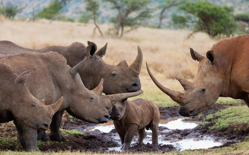 Global rhino population continues to fall despite drop in poaching