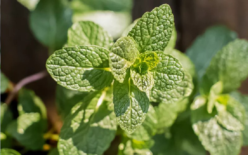 Mint: How to grow the sweet and cooling herb you cannot ignore