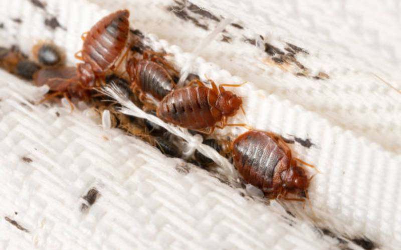 From homes to public transport, schools and hotels: The bedbug menace