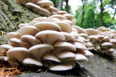10 points on mushroom farming from veterans
