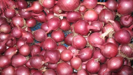 A to Z of growing big and healthy onions