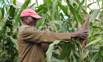 Agri body to develop drought tolerant maize varieties