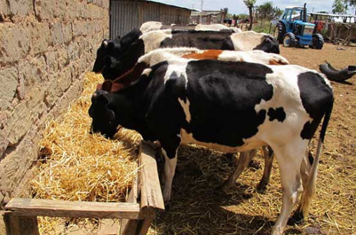 Little nutrients that mean more milk and quality beef - The Standard