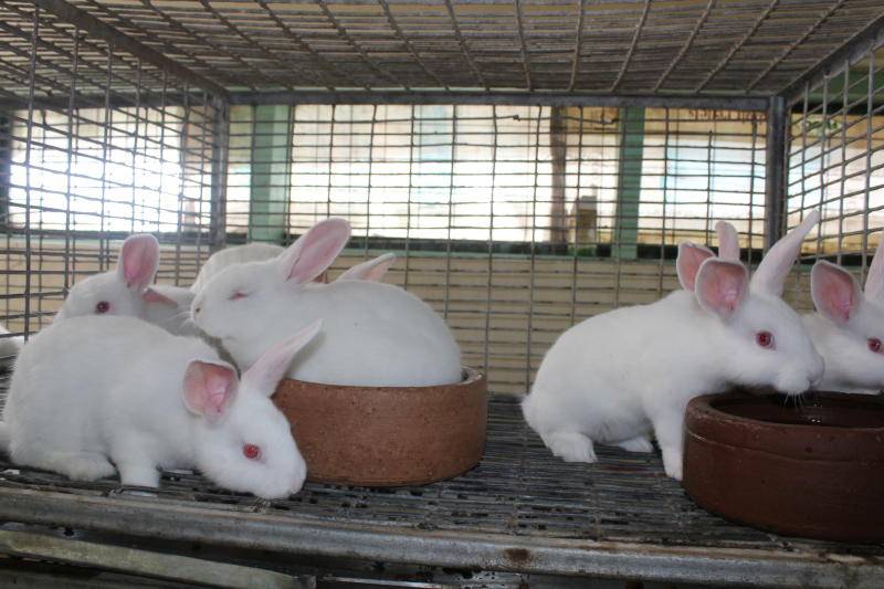 Rearing rabbits sale