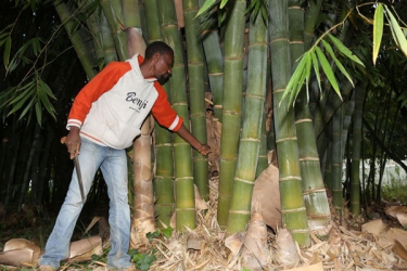 Bamboo: Is this the next big thing in farming?