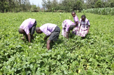Nakuru school farm feeds, sharpens pupils' farming prowess