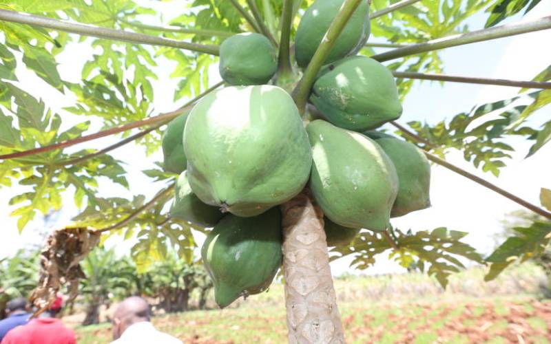 Zakayo Nyamu's paw paw fruits at small piece of land in Kirinyaga county.This was on 3rd October 2018.[Edward Kiplimo,Standard]