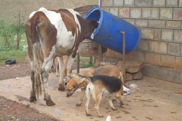 Be warned your cattle, goats and sheep can infect you with rabies - The Standard