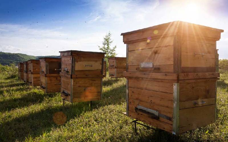 Bees: how to start an apiary?