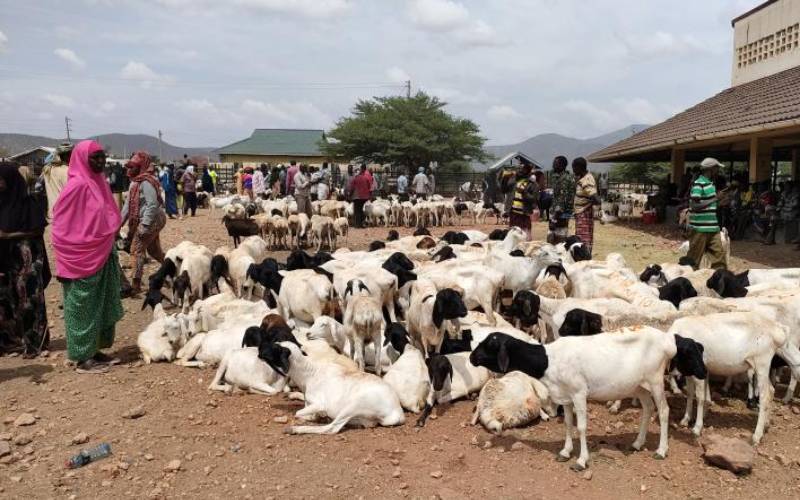 Behaviour change to boost pastoralists’ earnings