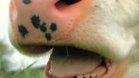 Beware! Cows also have dental issues