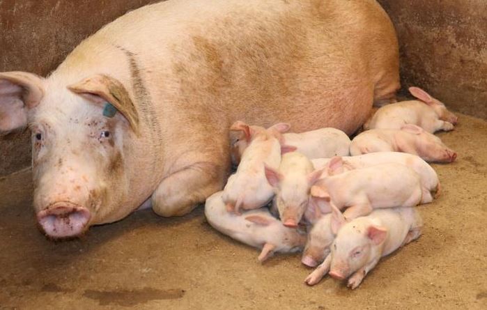 Beware of these five costly myths about pigs