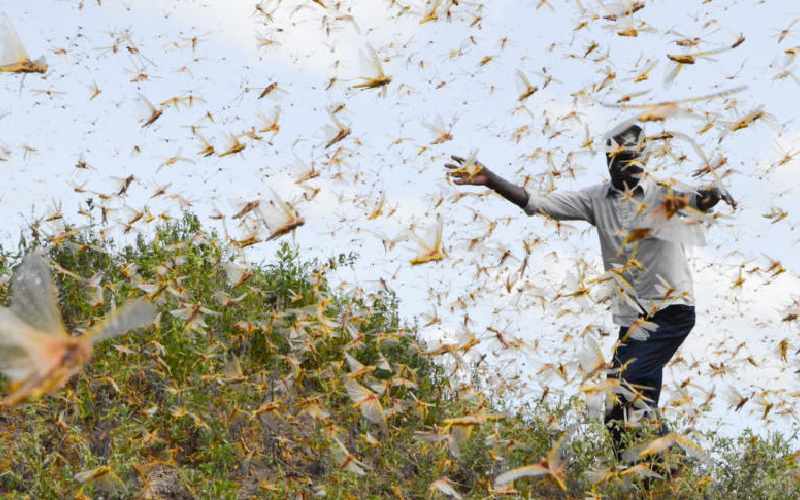 More swarms of locust arrive in northeast Kenya - FarmKenya Initiative