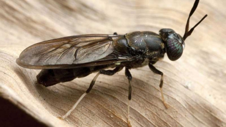 Black Soldier Fly: Insect that can turn farm waste into rich animal feed