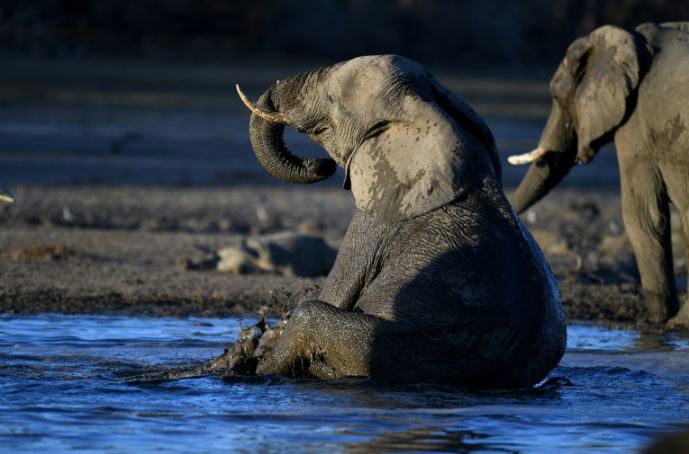 Botswana to auction elephant hunting licenses