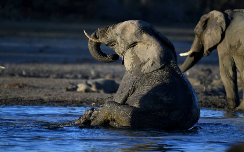 Botswana to start auctions of elephant hunting licenses