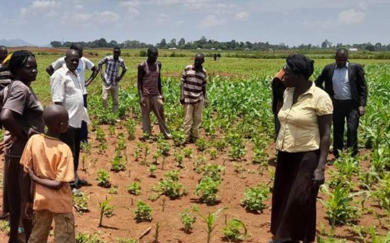 Busia farmers count losses as armyworms invade farms