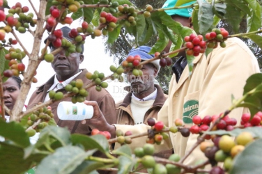 Can the courts uproot cartels from troubled coffee sector?