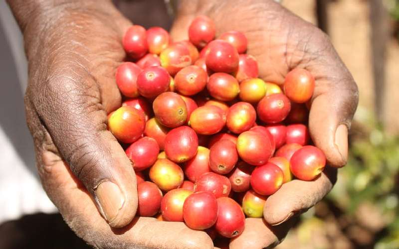 Coffee farmers double earnings with Kenya’s first direct export