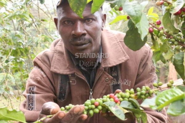 Coffee farmers seek direct market