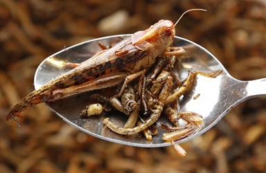 Congo looks to insect farming in fight against hunger