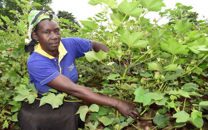 Cotton farmers upbeat as State injects Sh66m to revive ginnery