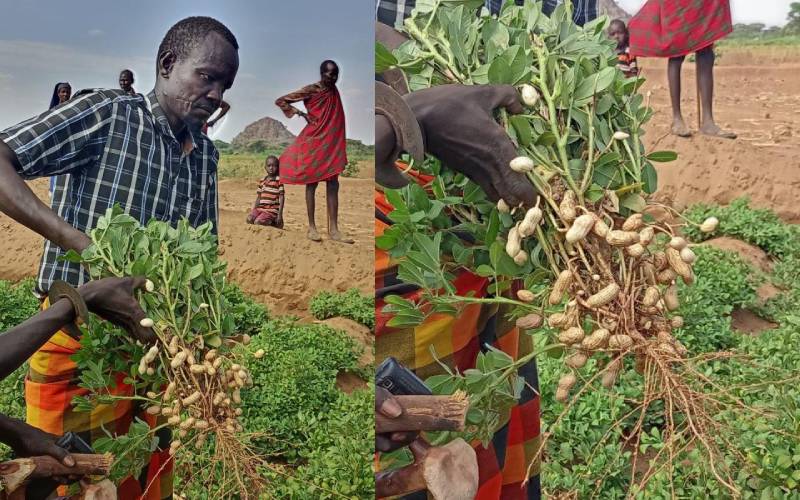 County hopeful groundnut project will improve farmers' fortunes
