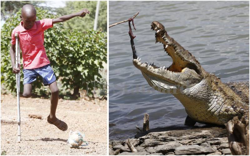 Man-eaters of Baringo: Crocodiles leave trail of injuries, deaths as lake floods villages