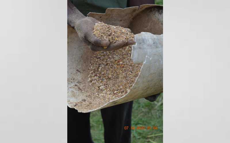 How I make livestock feed, oil from avocados - FarmKenya Initiative