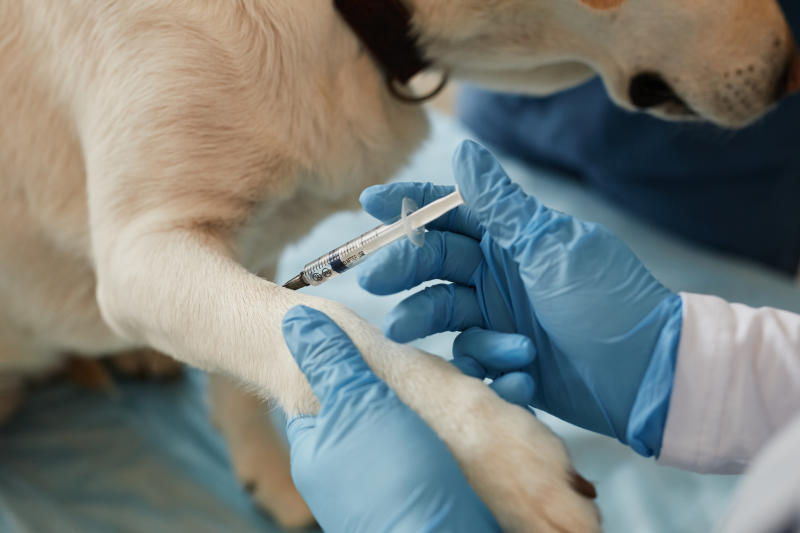 Deadly disease that needs dog vaccination campaign - The Standard