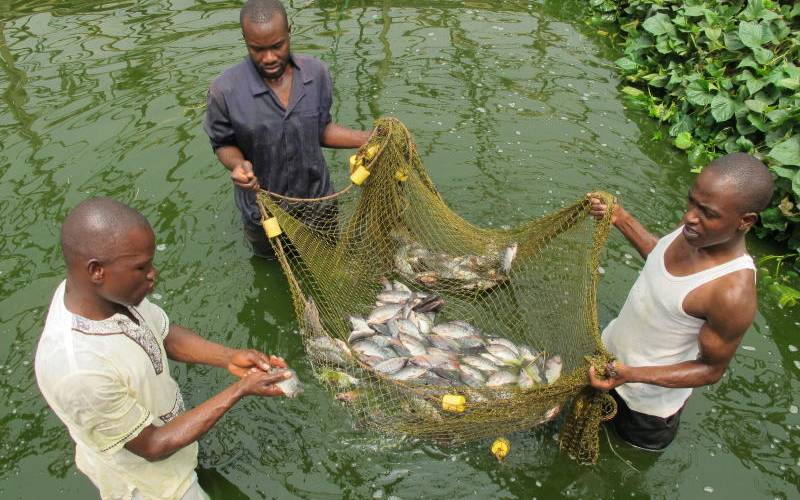 Premium Photo  Small fish fingerlings in a fishing net on a fish farm.