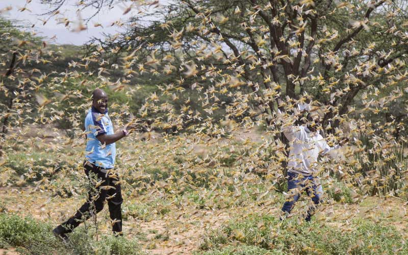 E. African countries should join hands to fight locusts