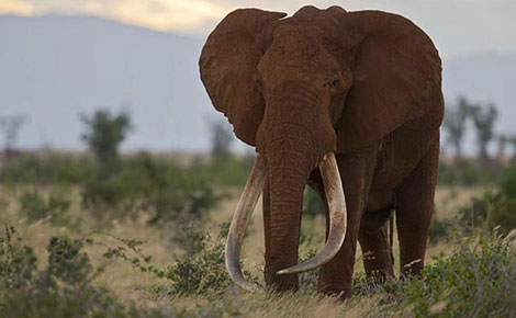 Elephants ‘die in hands of white-collar KWS wardens’