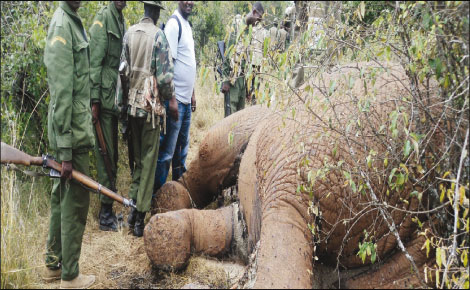 Poaching cartel kills decoys to cover tracks