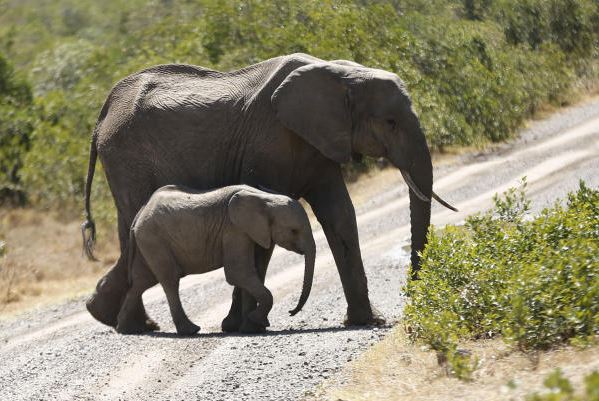 Why elephants have entered the danger list