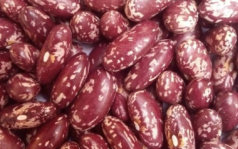 KALRO, partners in new pre-cooked bean project - FarmKenya Initiative